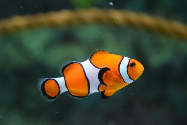 Quelles sont les meilleures pratiques pour élever des poissons d'eau douce en aquarium?