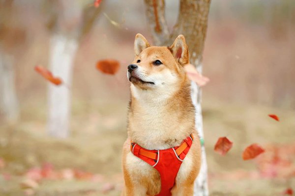 Quels sont les avantages de l'entraînement au clicker pour un chien de race Shiba Inu?