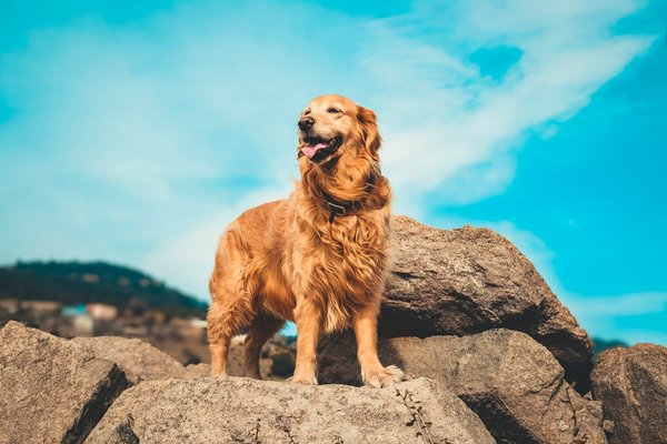 Quels sont les aliments à éviter pour un chien de race Golden Retriever sujet à des allergies?