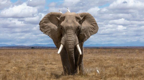 Comment les éléphants utilisent-ils la boue pour se protéger des parasites?