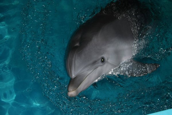Comment les dauphins communiquent-ils sous l'eau à l'aide de clics et de sifflements?