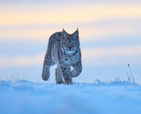 Quelles sont les techniques de chasse uniques du lynx dans les forêts enneigées?