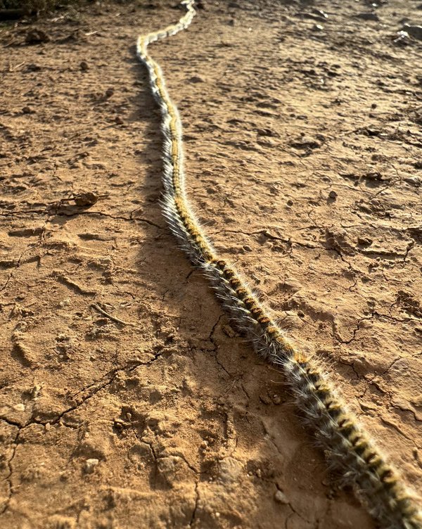 Spécialiste du traitement des chenilles processionnaires à paris : solutions efficaces pour votre sécurité