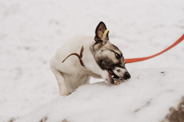 Corne de mouton pour chien : un plaisir savoureux et sain