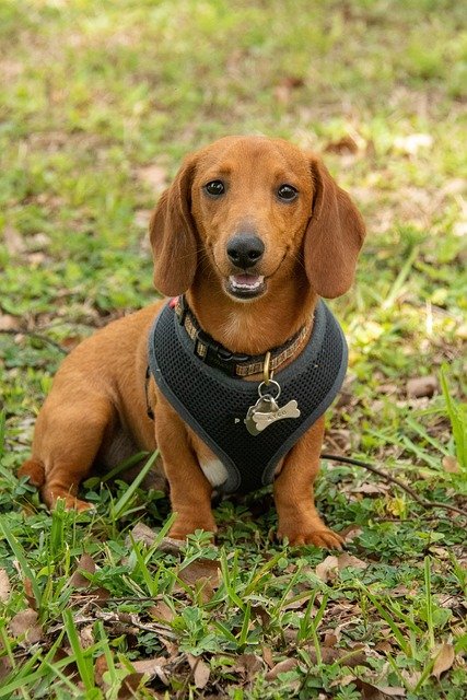 Tout ce qu'il faut pour votre chien dans notre boutique spécialisée